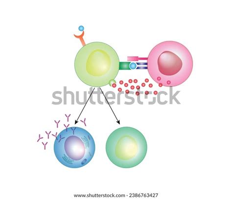 Activation B Cell Leukocytes B Lymphocyte Differentiation Stock Vector