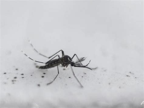 NEA warns of another dengue outbreak in 2023 as cases remain high in ...