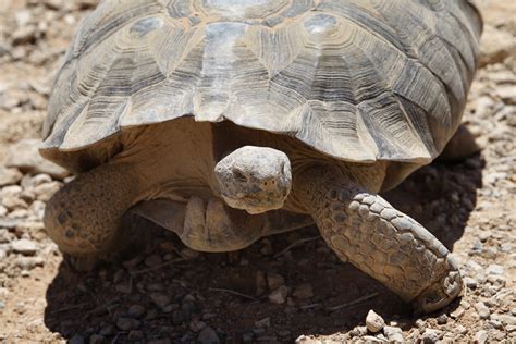 Desert Tortoises at Desert Tortoise Conservation Center | News