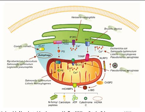 Pdf Mitochondria Associated Membranes Mams And Inflammation Semantic Scholar