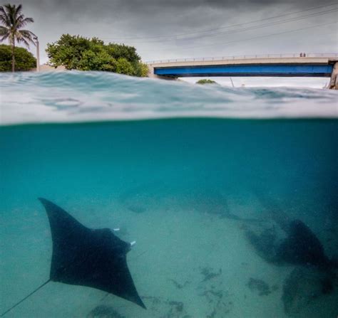 Uncovering The Secrets Of Manta Ray Behaviour With A Mini Adcp Hydro