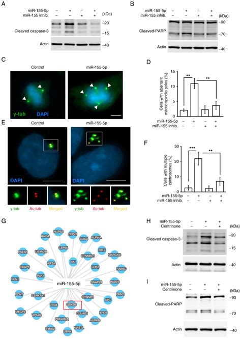 MicroRNA1555p Inhibits Trophoblast Cell Proliferation And Invasion By