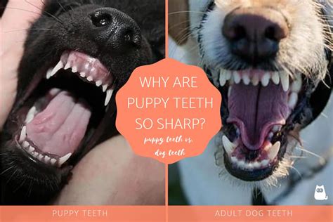 When Do Labrador Puppies Lose Their Puppy Teeth