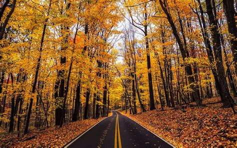 Yellow Autumn Wood Road Leaves Yellow Autumn Leaf Hd Wallpaper Pxfuel