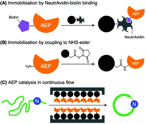 Asparaginyl Endopeptidases Enzymology Applications And Limitations