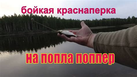 Ловля красноперки на ПОПЛА – ПОППЕР. Семейная рыбалка. - YouTube