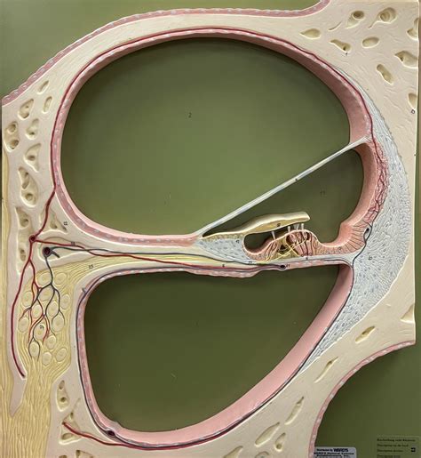 Cochlea Cross Section Model Diagram Quizlet