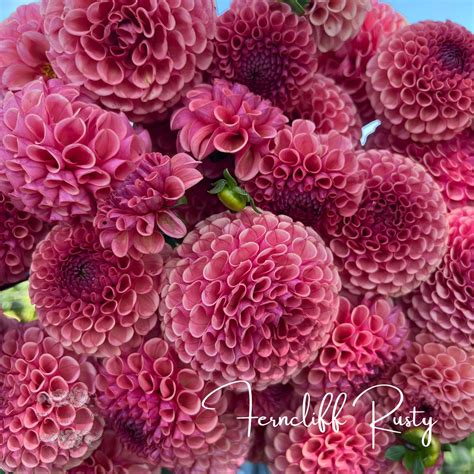 Ferncliff Rusty Dahlia Tubers Petals In Bloom Flower Farm