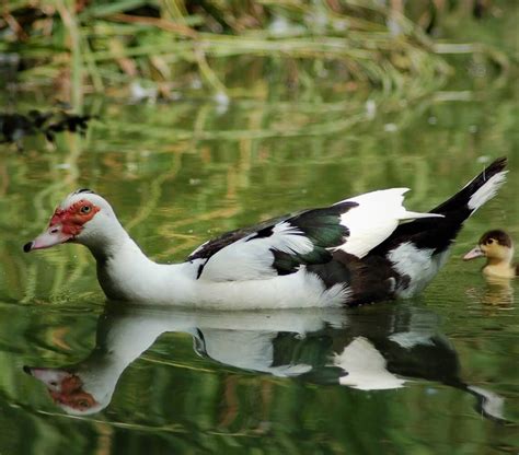 10 Jenis Bebek Pedaging Unggul Vetmedicinae