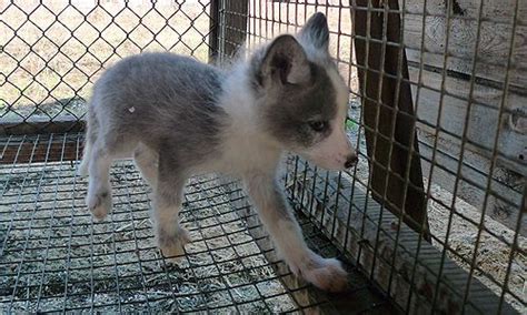 Domesticated Fox Puppies! | Domesticated silver fox, Cute puppies and kittens, Domestic fox