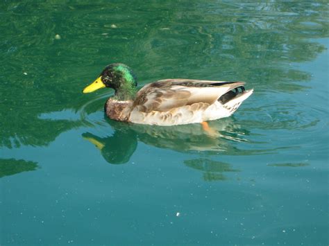 Duck In Pond Free Stock Photo - Public Domain Pictures