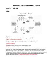 Cellular Respiration POGIL Docx Energy For Life Guided Inquiry