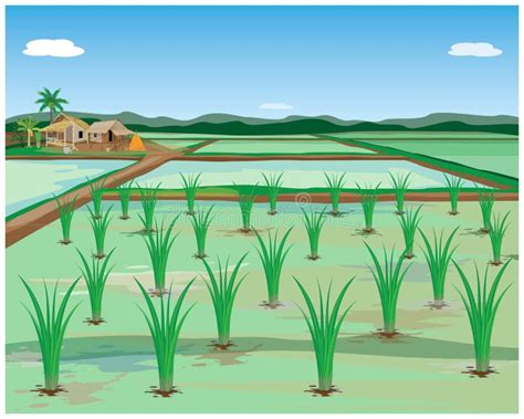 Rice Plant In Paddy Field Stock Vector Illustration Of Nature 161516642