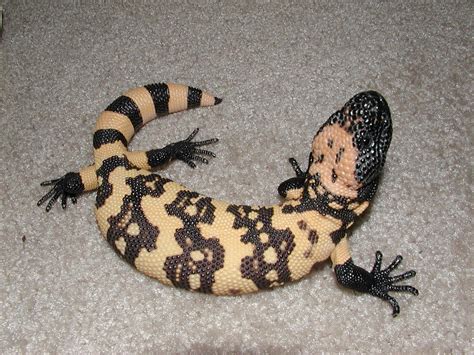 Gila Monster