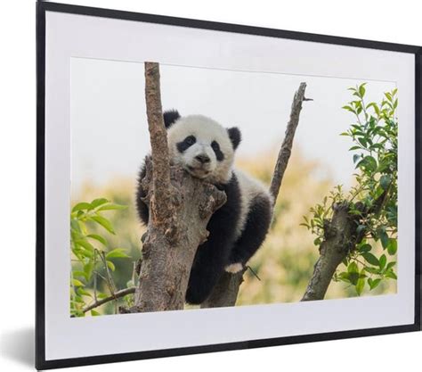 Fotolijst Incl Poster Panda Boom Bladeren 40x30 Cm