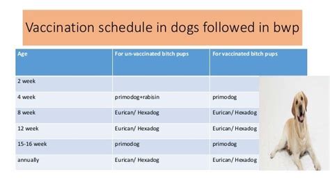 Deworming Schedule For Puppies / Safe - Guard 1GM Canine Dewormer ...