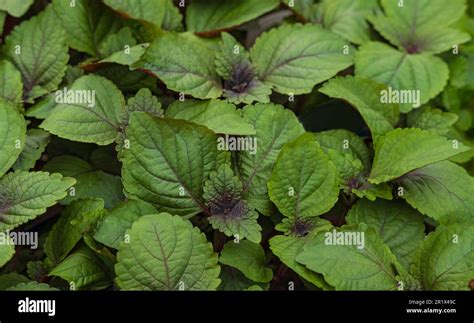 Perilla Shiso Leaf in natural background. Close up Purple Perilla ...
