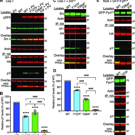 Distinct Effects Of Pervanadate Scr Ca And Fyn Ca On Pp Ac Wt