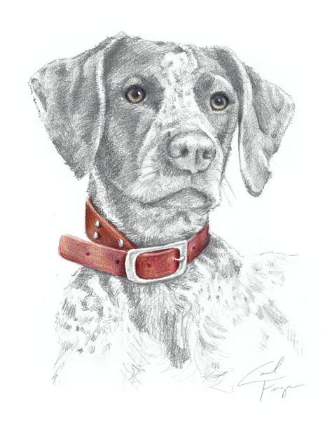 German Shorthaired Pointer Hunting Dog Art Drawing by Carol Ferguson ...