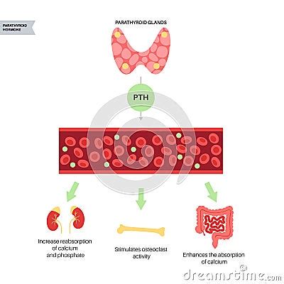 Parathyroid Gland Anatomy Cartoon Vector Cartoondealer