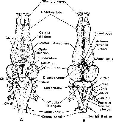 Nervous System of Frog Class 11 | PW