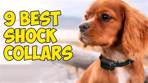 9 Best Shock Collars For Dogs In 2020 Youtube