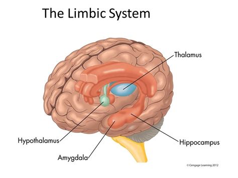 Limbic System Diagram Quizlet