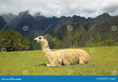 Lama In Macchu Picchu Peru Zuid Amerika Stock Foto Image Of Eten