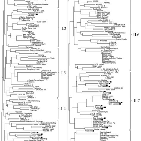 Neighbor Joining Dendrogram Using Neis Genetic Distance