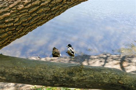 Los Patos Est N Sentados En La Orilla Del Lago Foto Premium