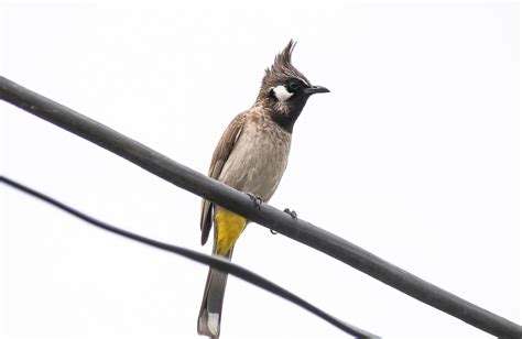 400 Free Bulbul Berkacamata Putih And Bulbul Photos Pixabay