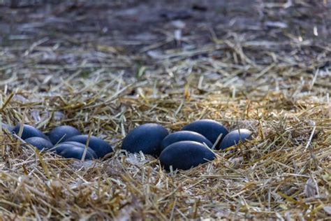 How Big Is An Emu Egg Pretty Big