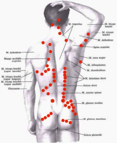 World Most Beautiful Place Latissimus Dorsi Acupuncture Points