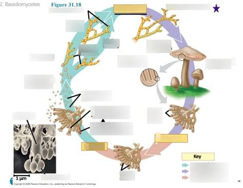 Life Cycle Of Basidiomycetes Diagram Quizlet