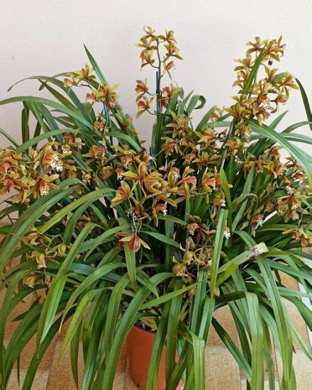 24 Best Cymbidium Orchid Varieties | How to Grow It