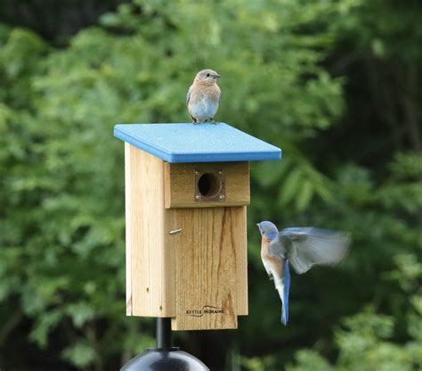 Bluebird Nest Box With Recycled Roof Kettle Moraine Woodworking Inc