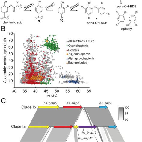 Discovery of hs_bmp gene clusters (A) Previously identified bmp gene... | Download Scientific ...