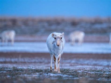 Winter Saiga Female The Saiga Resource Centre