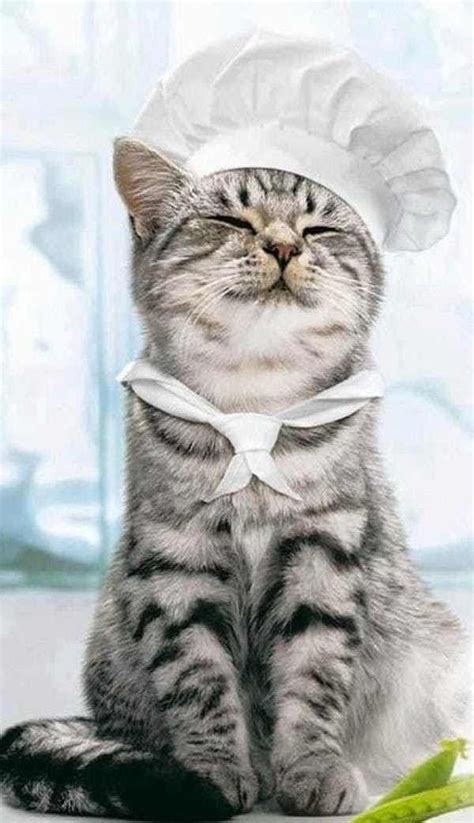 32 Insanely Adorable Cats Wearing Hats CatsAndKittens Kittens Cutest