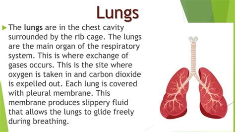 Respiratory System Grade 6pptx