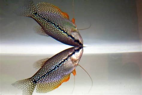 Pearl Gourami 101: Care, Tank Mates, Size, And Breeding