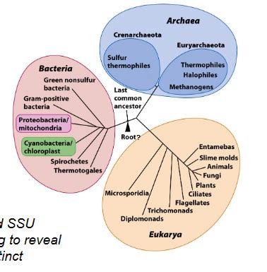 Lecture Origins Evolution And Classification Exam Flashcards