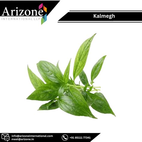 Green Andrographis Paniculata Kalmegh Packaging Type HDPE Bags