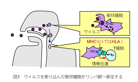 ウイルスに対する免疫応答の仕組み（1）│コロナ制圧タスクフォース