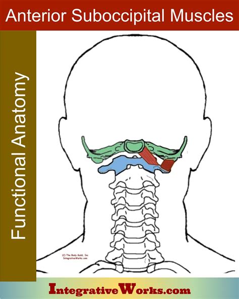 Anterior Suboccipital Muscles Functional Anatomy Integrative Works