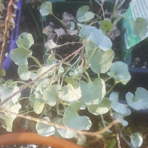 Dichondra Argentea Silver Falls Silver Nickel Vine Silver Falls