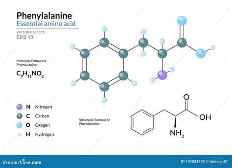 Phenylalanine L Phenylalanine Phe F Amino Acid Molecule Structural