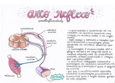 Arco Reflexo Fisiologia Veterin Ria I