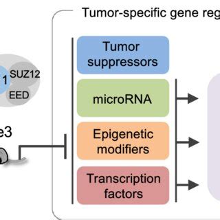 Accumulation of H3K27me3 by EZH1 and EZH2 suppresses the expression of... | Download Scientific ...