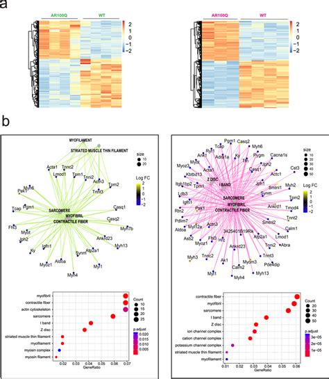 Progressively Altered Expression Of Genes Involved In Sarcomere